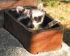 Raccoon leaving chimney