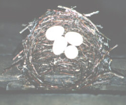 Chimney swift nest with eggs