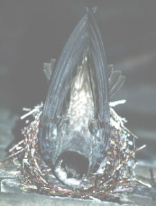 Chimney swift on nest with eggs